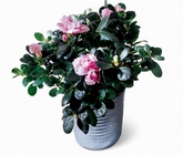 Azalea (Small)